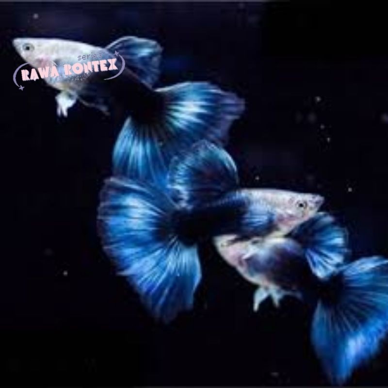 Dekorasi aquarium Soliter Aquarium Guppy Hb paket sepasang Blue Taiwan lucu
