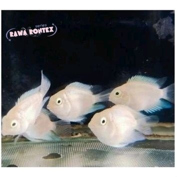 Hiasan aquascape Ikan hias platinum polar parrot Paket isi 5 nyeni mase