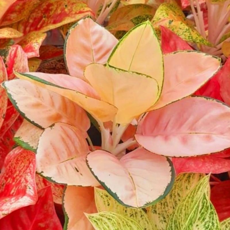( GRATIS ONGKIR ) Aglonema suksom white (Tanaman hias aglaonema suksom white) - tanaman hias hidup - bunga hidup - bunga aglonema - aglaonema merah - aglonema merah - aglaonema murah - aglaonema murah