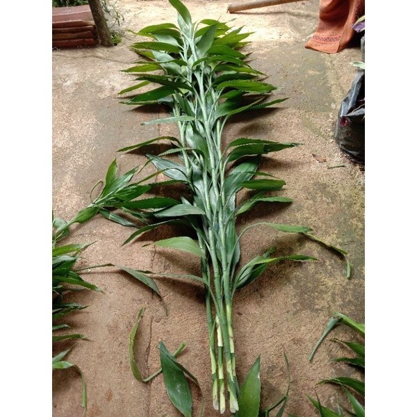 

BAMBU HOKI TINGGI 90 cm - 1.5 Meter ( bagus ditanam di air maupun di tanah)