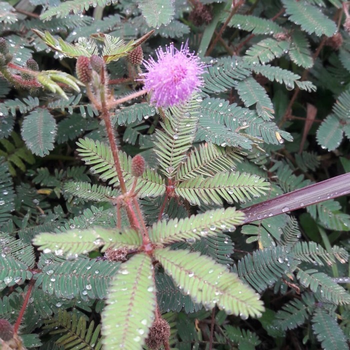 Daun putri malu segar 500 gram