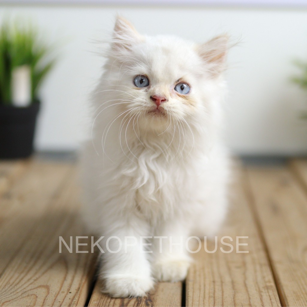 Kucing Kitten Persia Himalaya Mata biru