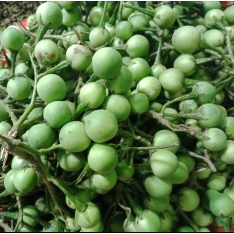 

Buah Cepokak / Cepokak Seger / Buah Pokak / Buah Takokak 500grm Seger mega store ready