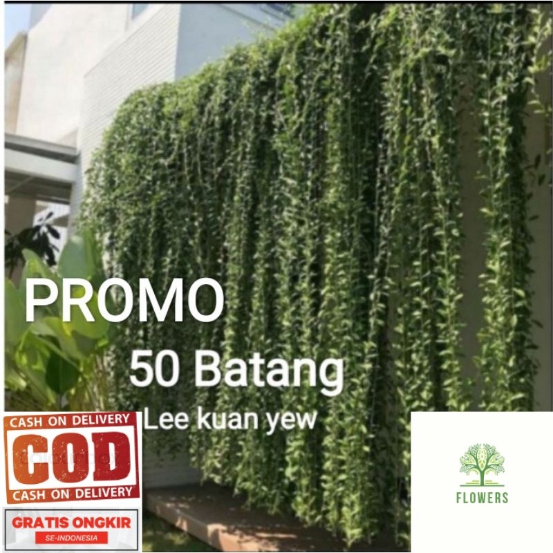 TERLARIS 50 Batang Lee kuan yew / tanaman hias hidup menjuntay li kuan yu / Lee kwan yu (COD)