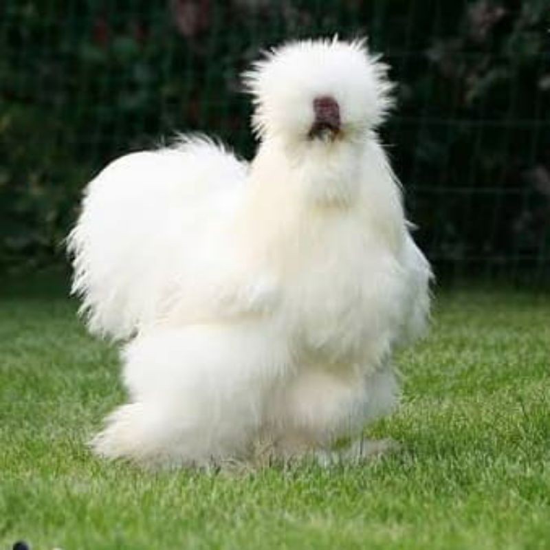 

TELUR AYAM HIAS SILKIE UNTUK DI TETASKAN