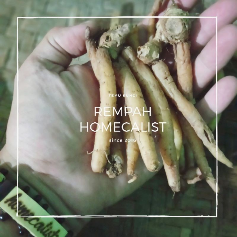 

Temu Kunci 1kg / Temu Kunci Segar ready READY