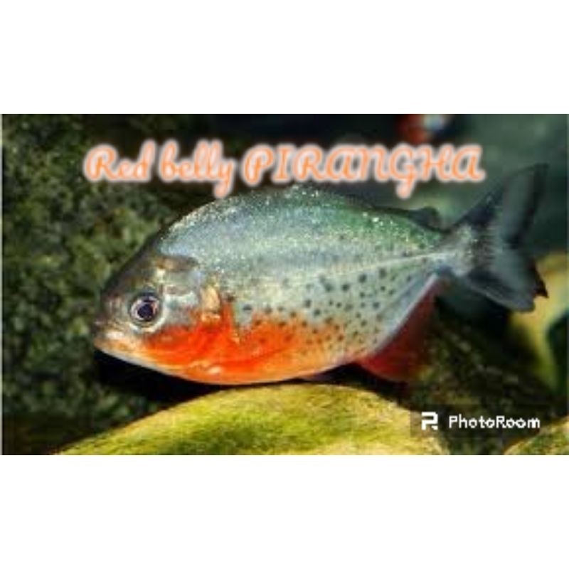 senar piranha isi 10e kor perlengkapan pancing  red belied rbp HASIL KEBUN SENDIRI