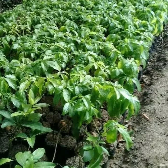 COD Bibit tanaman buah alpukat yamagata Kua;itas Unggul Terlaris