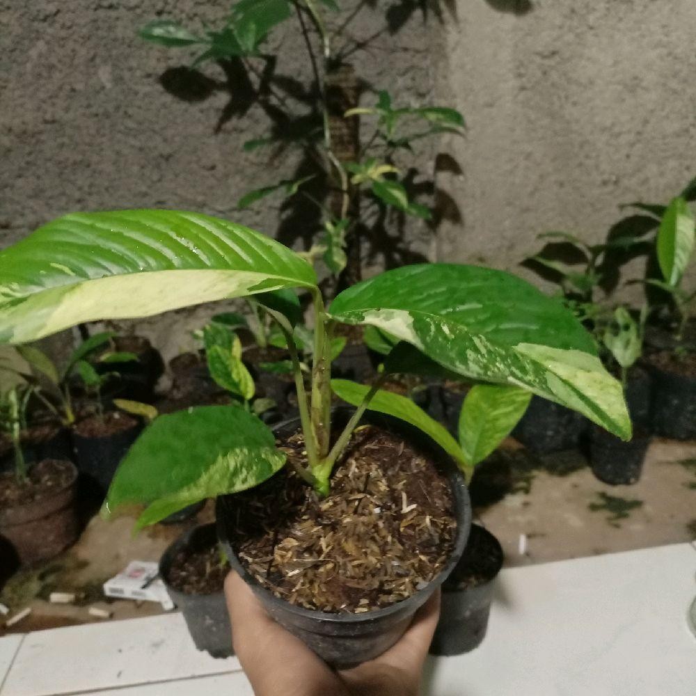 Hias Rhaphidophora Foraminifera Varigata - Tanaman