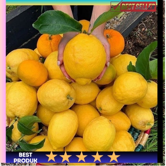 Bibit jeruk lemon california berbuah