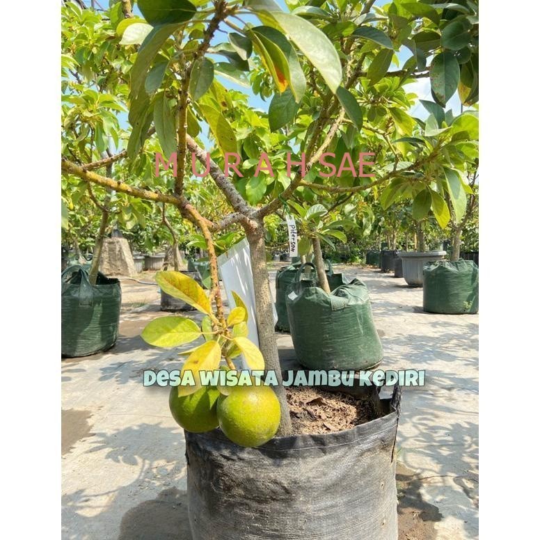 Baru - KEBUN BIBIT KEDIRI BIBIT ALPUKAT (DESA WISATA JAMBU KEDIRI)