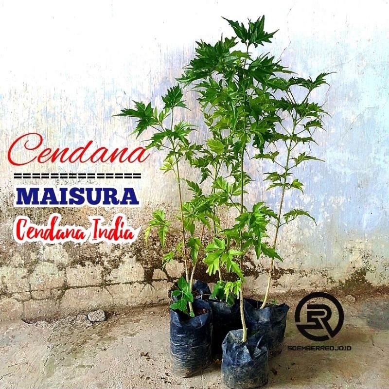 Bibit Pohon Cendana Maisura - Cendana India