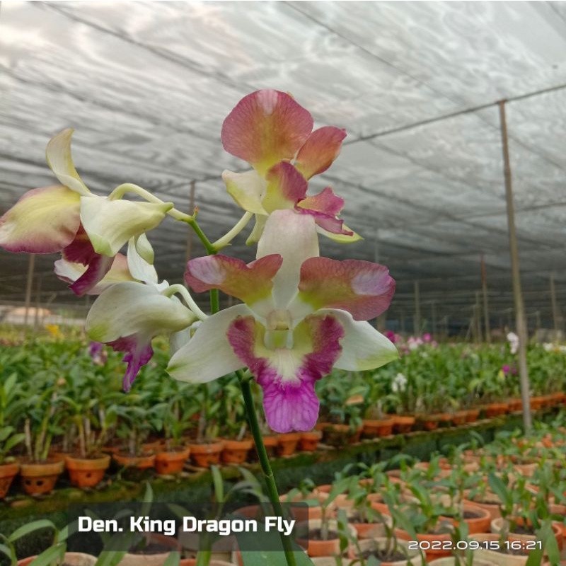 Anggrek Dendrobium King Dragon Fly (bunga besar)