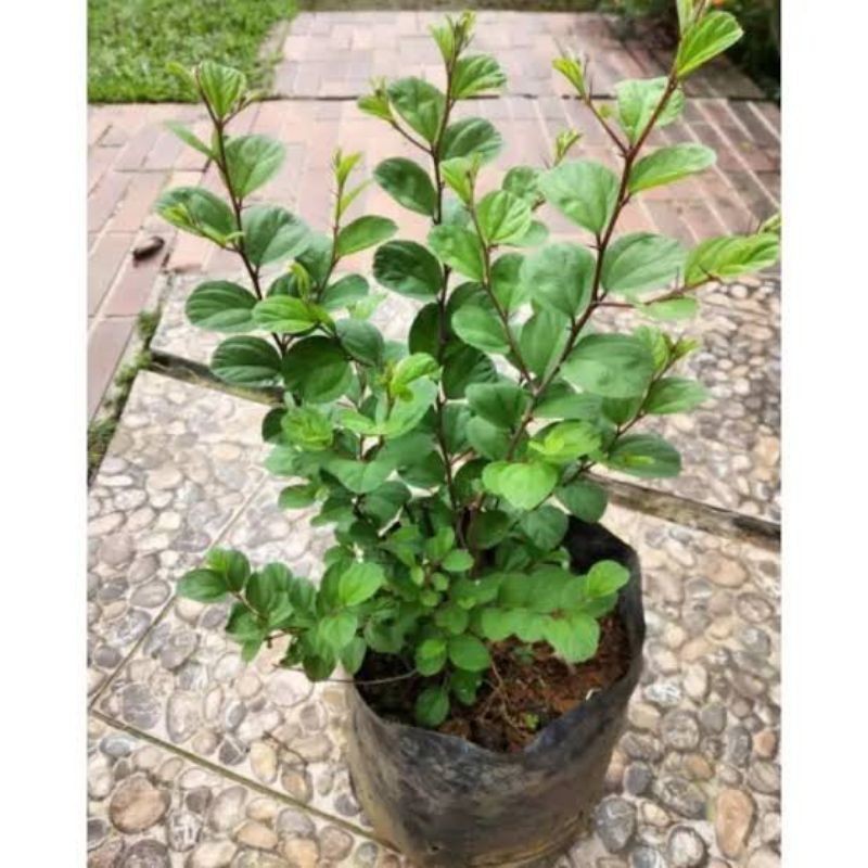 ( BISA COD ) PROMO Tanaman Bidara Arab Asli Tinggi 35-45cm Tanaman Hidup Bidara Pohon Bidara Arab Bi