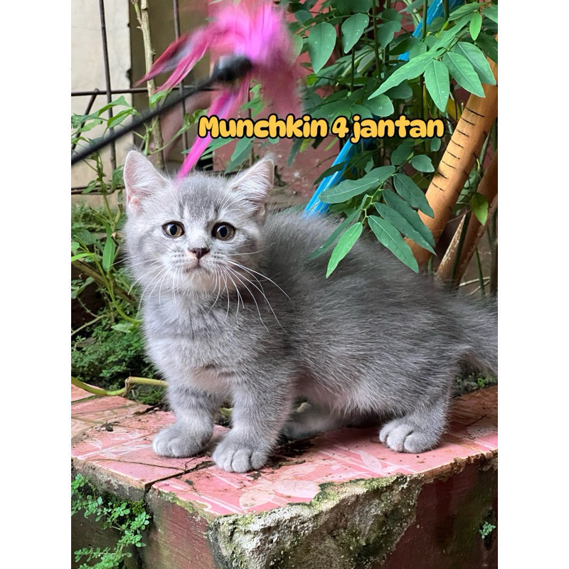 DISKON Kucing munchkin bsh kaki pendek jantan