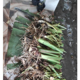 BIBIT TALAS BENENG JUMBO KUALITAS TERBAIK PER 1 BIBIT