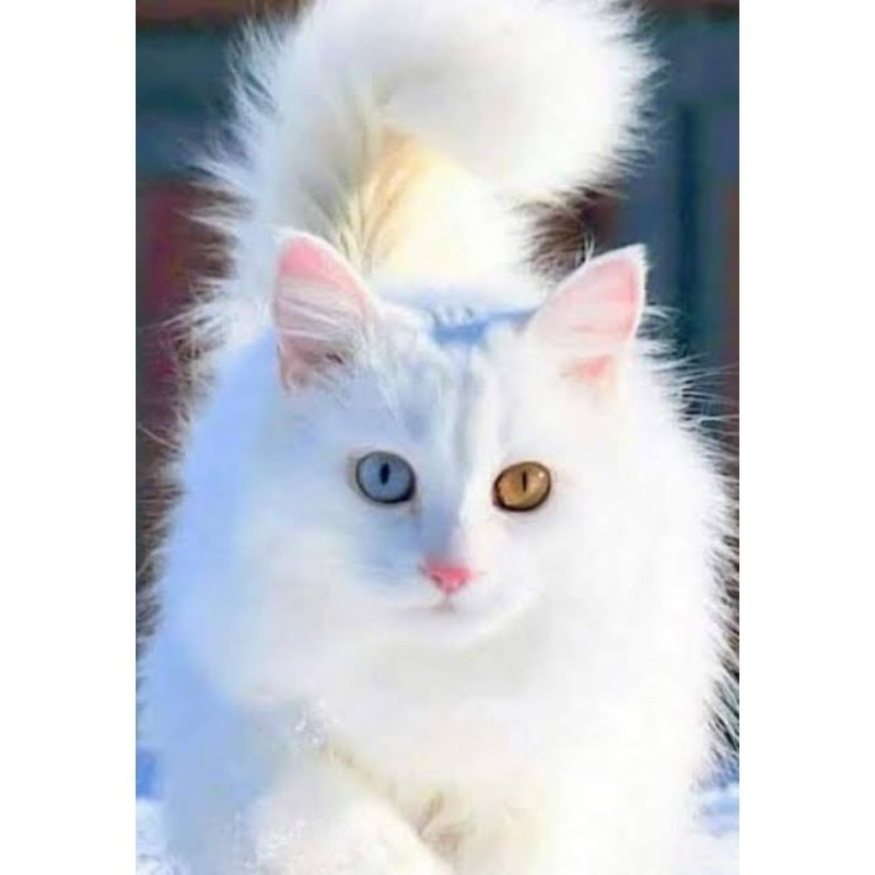 Kucing Persia Himalaya maincone odd eye bigbone