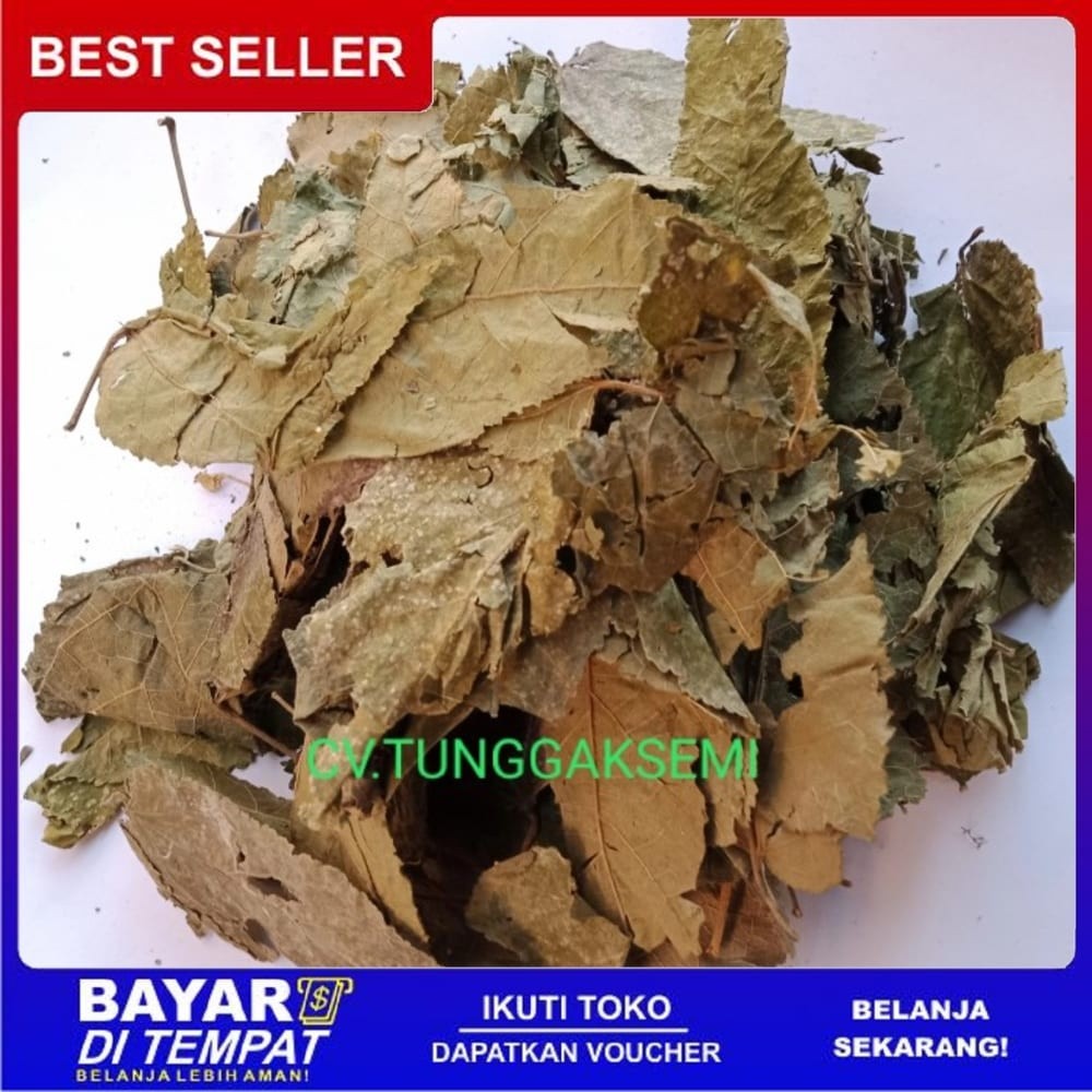 

OMH Terlaris Murah [250g] daun jati belanda kering premium