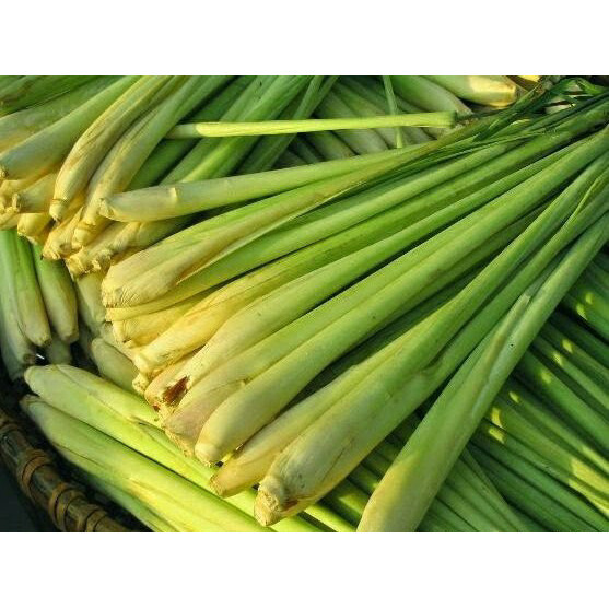 

Serai Sereh Segar Natural Herbal Rempah Obat Alami/ ikat, 1si 20 batang