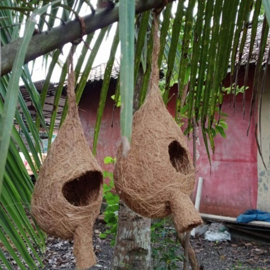 glodok sarang burung serabut kelapa ukuran besar