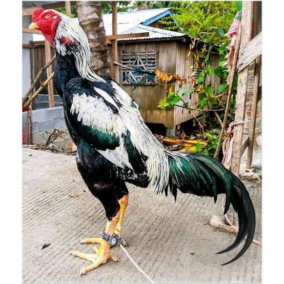 

Telur ayam shamo jepang bangkok aduan fertil siap ditetaskan - ayam-shamo