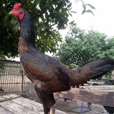 

Telur ayam bangkok bulbi petarung aduan fertil untuk ditetaskan