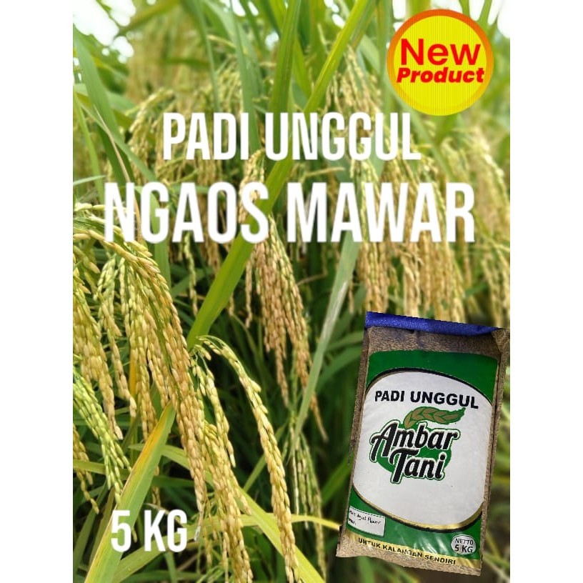Benih padi ngaos mawar 5kg