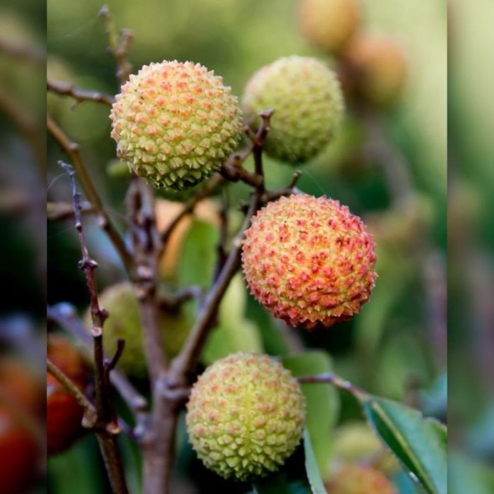 COD TANAMAN BUAH Bibit Buah Leci Hijau / Leci Madu Hasil , Siap TOB Kualitas Unggul Terlaris