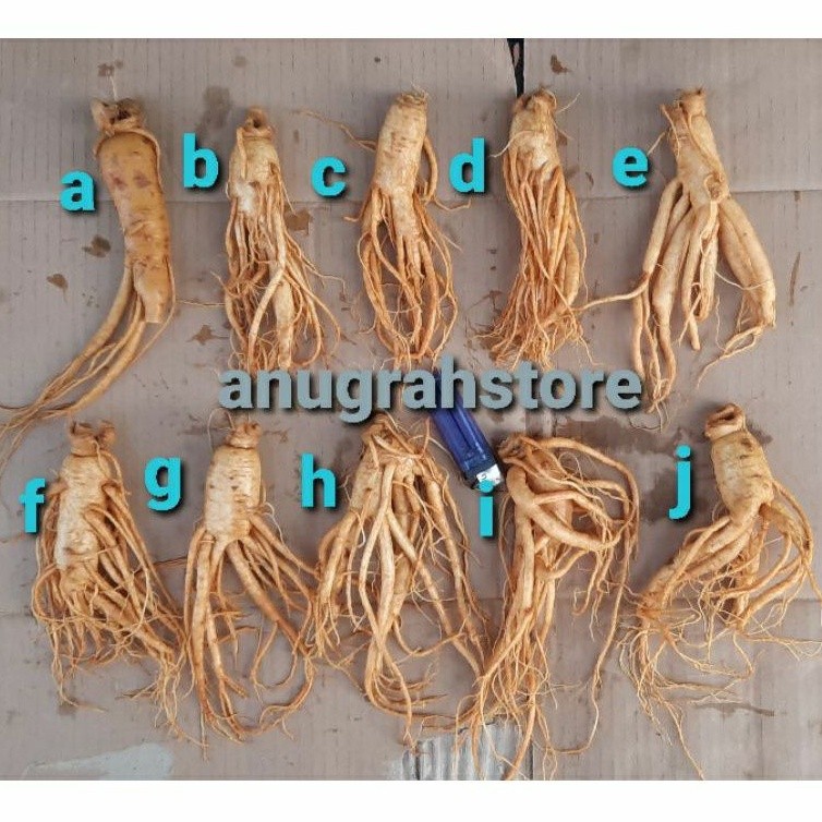 

Ginseng Asli Korea Murah - Anugrah Megah
