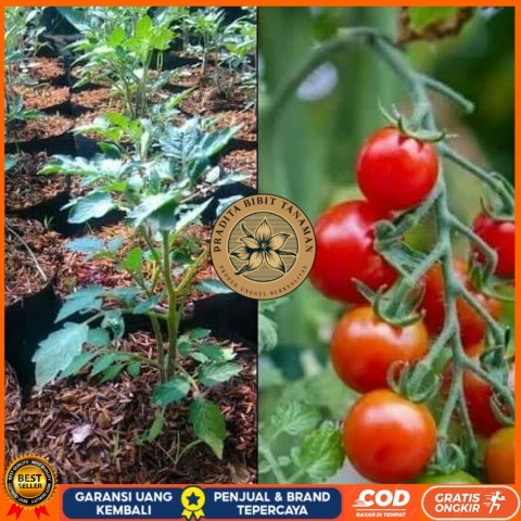Bibit Tanaman Tomat Cherry / Tomat Ceri Asli Bibit Tanaman Super Unggul PRADITA BIBIT TANAMAN