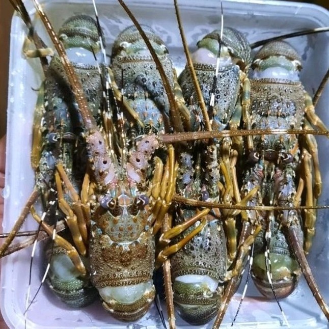 

LOBSTER LAUT SUPER MANIS GURIH 500Gr - BEST Fresh Food