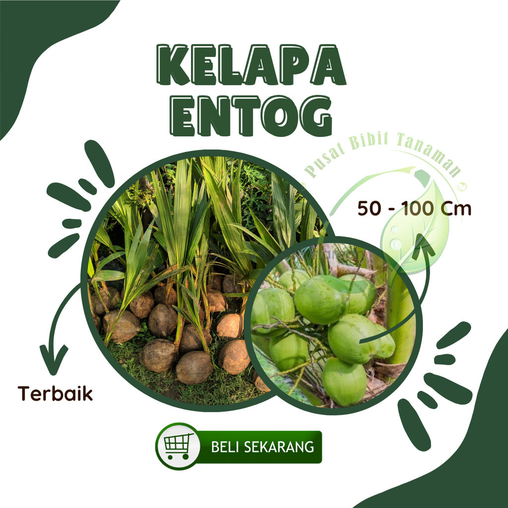 Bibit Kelapa entok entog asli tanaman hidup