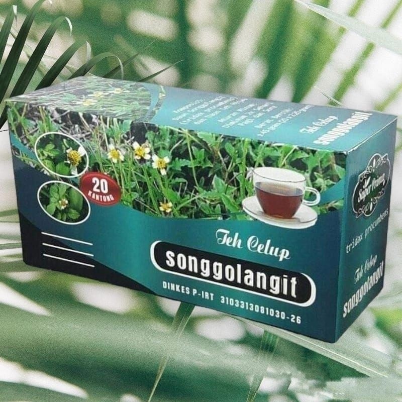 

TEH SONGGOLANGIT - Teh nyeri sendi asam urat ginjal ampuh teh celup