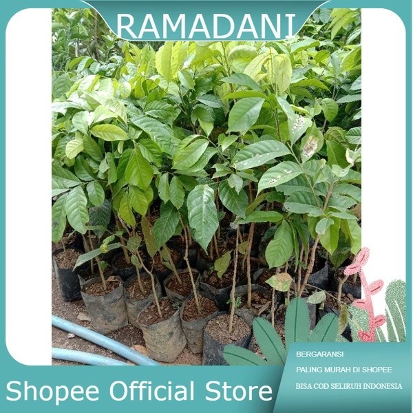 JUAL BIBIT DUKU TANPA BIJI CANGKOK SAMBUNG