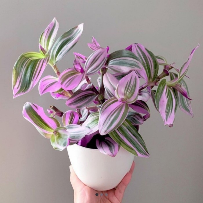 KL tanaman gantung zebrina pink + pot putih