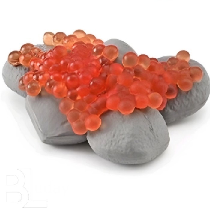 Figure Mainan Miniatur Siklus Hidup Telur Ikan Salmon Egg Life Cycle Siklus Daur Hidup Ikan Salmon