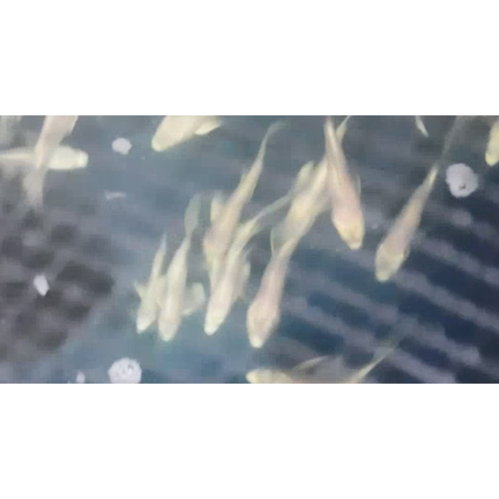 Koi Platinum Slayer / Kumpay size 11_15 Cm