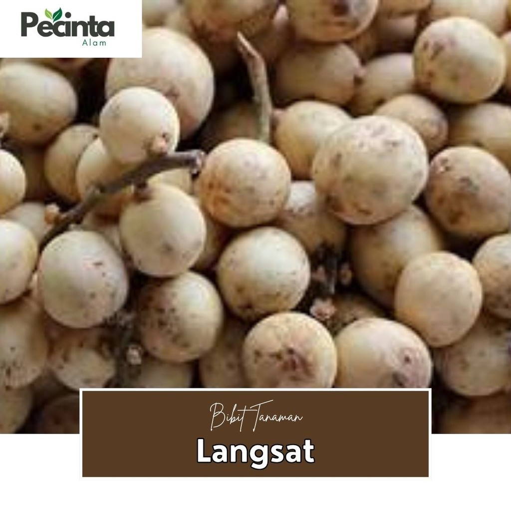 Bibit Langsat Bibit Buah Langsat Super Berkualitas[ SIAP KIRIM ]