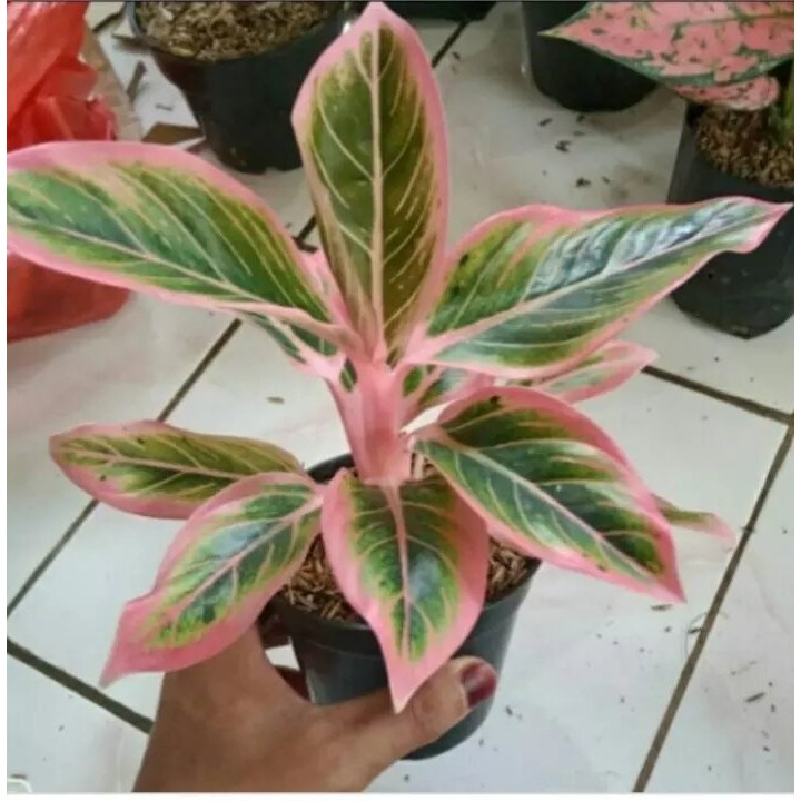 New aglonema lipstik klasik pink