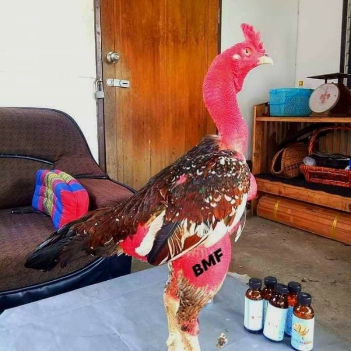 

telur ayam petarung saigon fertil siap ditetaskan - ayam saigon