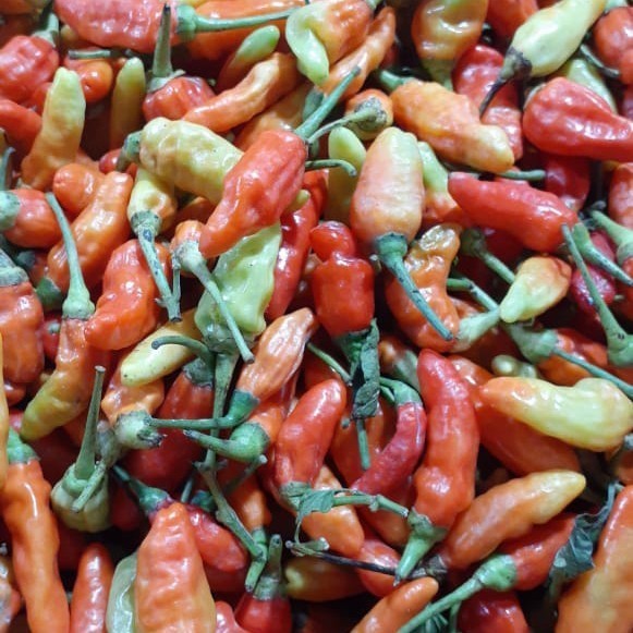 

Cabe Rawit Merah segar 250-GRAM