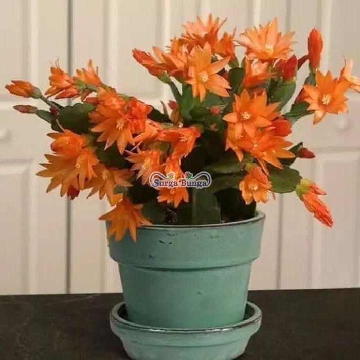 wijaya kusuma kepiting orange christmas cactus bibit tanaman hias