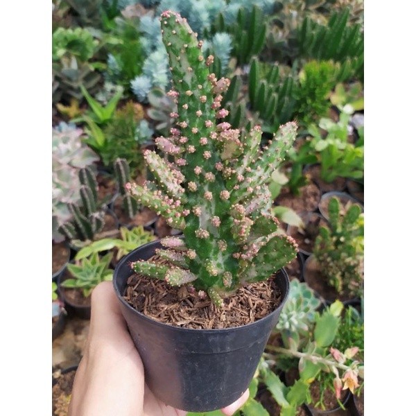 Kaktus Opuntia Monachata Variegata / tanaman hidup bukan plastik