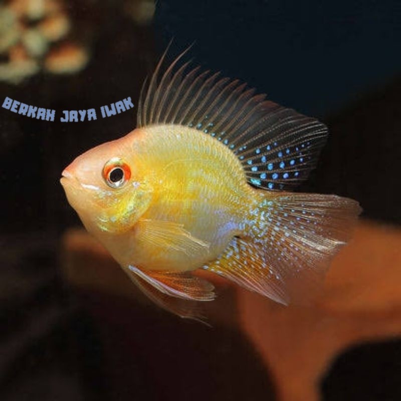 Kebutuhan akuarium Golden Ramirezi/Ramirezi Golden royom banget