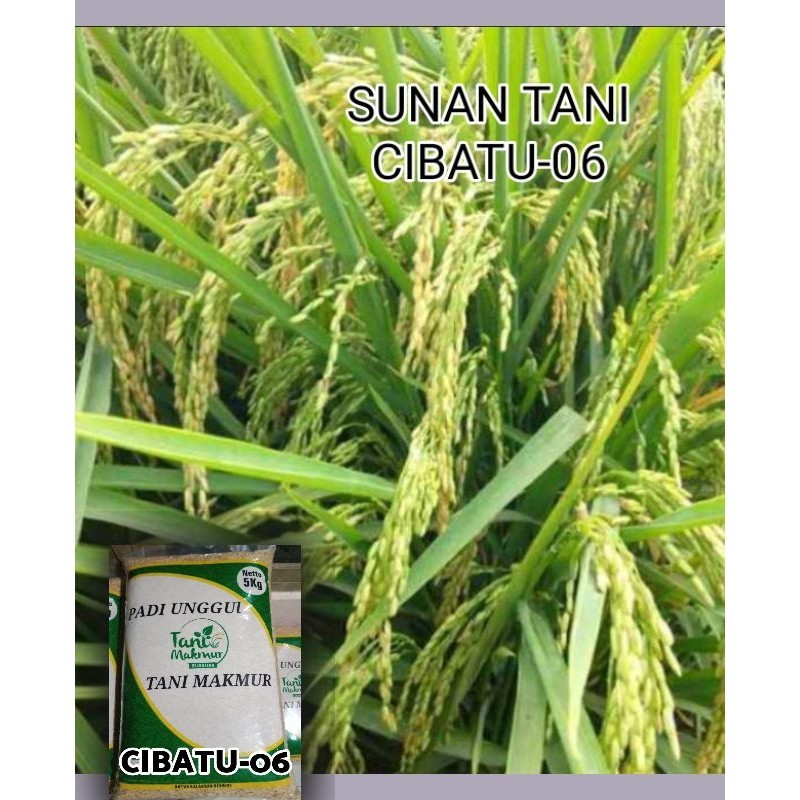 BENIH PADI BARU CIBATU 06 5KG ORIGINAL