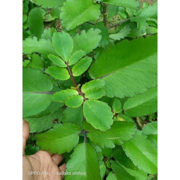 

COD DAUN CICOR BEBEBK PER LEMBAR/SOSOR BEBEK/DAUN BUNTIRIS .