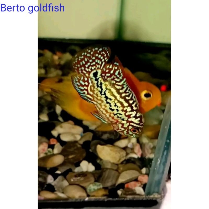 Hiyasan akuarium Burayak Louhan Kamfa F2 By NickFlowerhon Gen Ori thailand