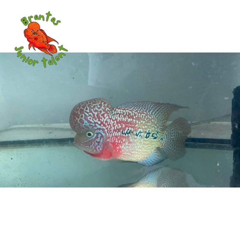 Kebutuhan akuarium Burayak ikan louhan Lohan Kamfa f2 Red
