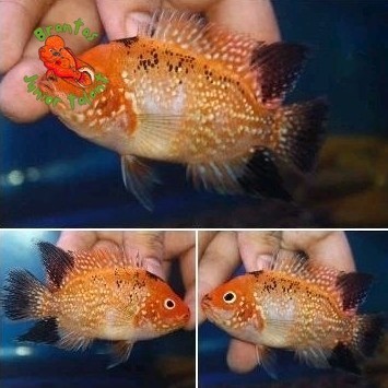 Kebutuhan akuarium Baru Burayak Kamfa GB F1 Line Thailand Mata Putih