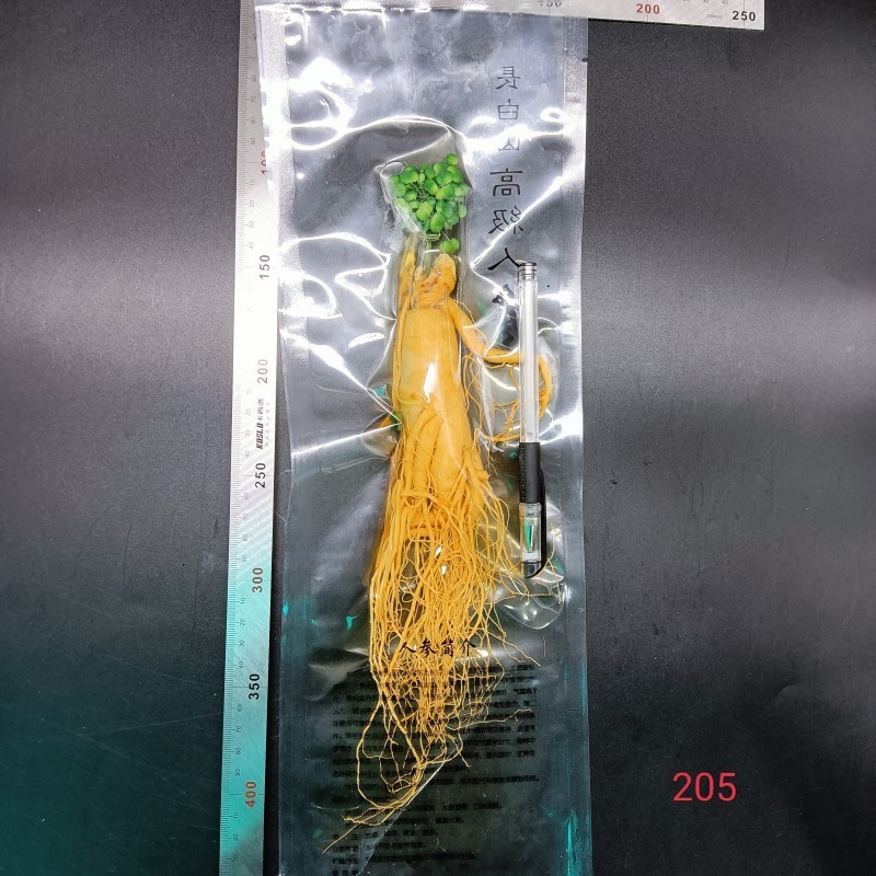 

(200 Gram) Ginseng Asli Gunung Changbai Fresh kemasan vakum jaminan segar/Ginseng segar